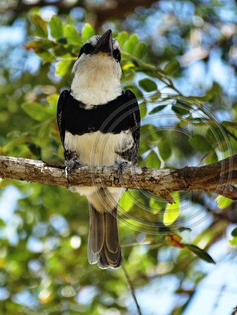 White-necked Puffbird Notharchus hyperrhynchus @ La Ensenada lodge Puntarenas CR © Paul Bartlett DSC09705