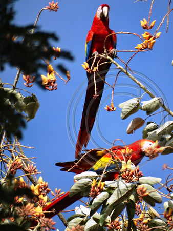 Scarlet Macaw Ara macao @ Tarcoles Beach DSC08602
