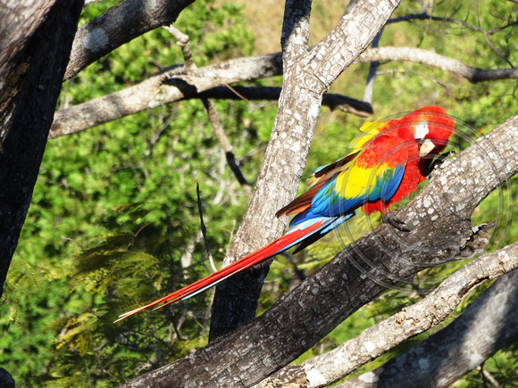 Scarlet Macaw Ara macao @ Punta Islita Ara Project DSC09877