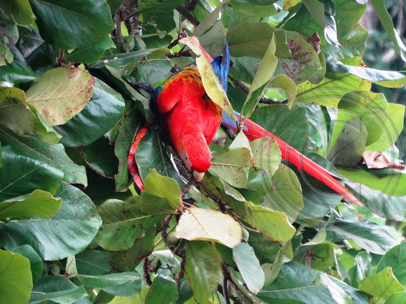 Scarlet Macaw Ara macao @ Tarcoles Beach DSC09135