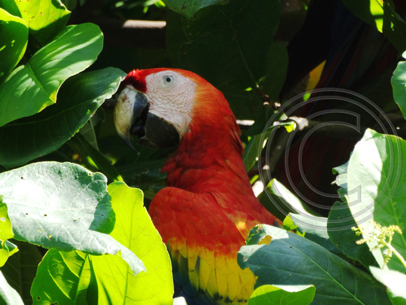 Scarlet Macaw Ara macao @ Punta Islita Beach DSC09769