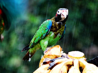 Brown-hooded Parrot (Pyrilia haematotis) @ Laguna Lagarto Lodge