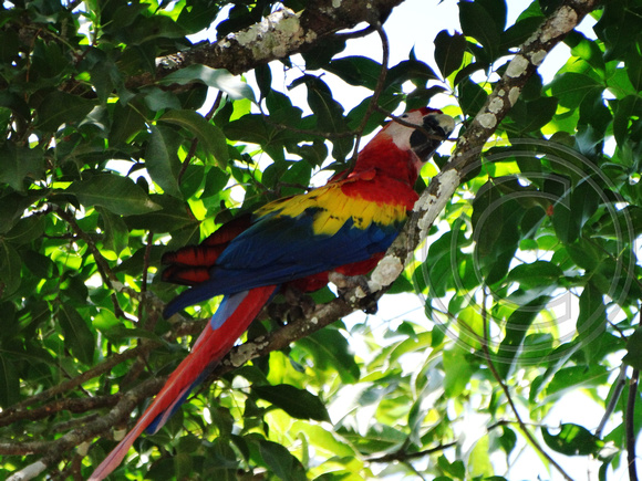 Scarlet Macaw Ara macao @ Mi Finca Restaurant, Abangares 506 DSC04235
