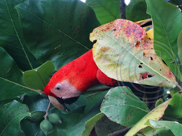 Scarlet Macaw Ara macao @ Tarcoles Beach DSC09140