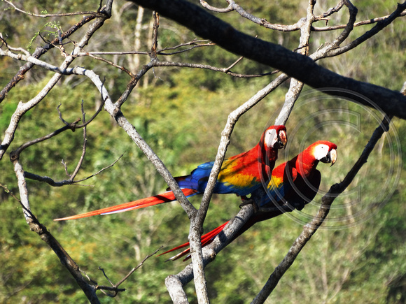 Scarlet Macaw Ara macao @ Punta Islita Ara Project DSC09945
