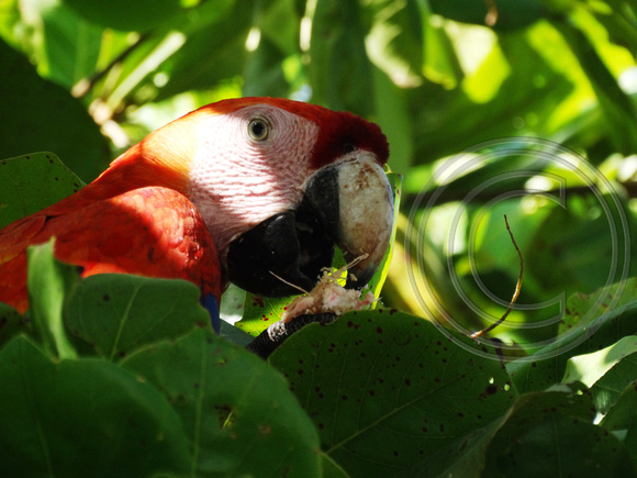 Scarlet Macaw Ara macao @ Punta Islita Beach DSC09783