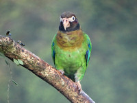 Brown-hooded Parrot Pyrilia haematotis @ Laguna Lagarto Lodge DSC00750