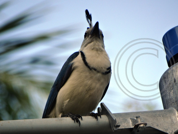 White-throated Magpie-Jay Calocitta formosa @ Montezuma CR © Paul Bartlett DSC04045