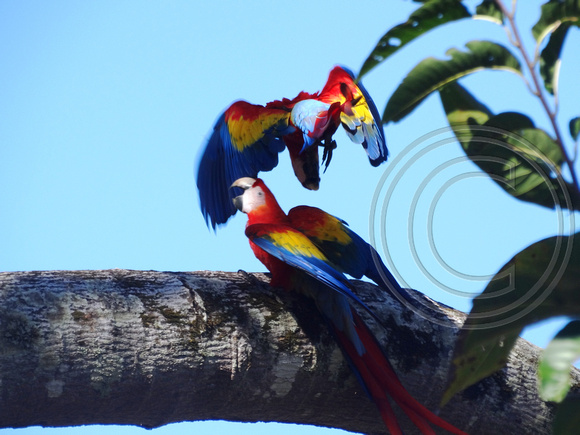 Scarlet Macaw Ara macao @ Punta Islita Ara Project DSC09976