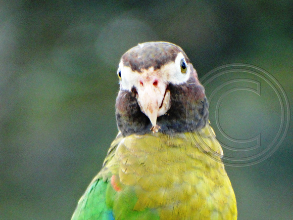 Brown-hooded Parrot Pyrilia haematotis @ Laguna Lagarto Lodge DSC01570