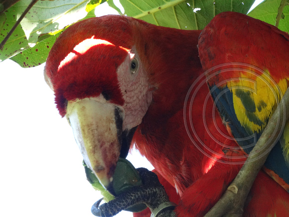 Scarlet Macaw Ara macao @ Punta Islita Beach DSC09792