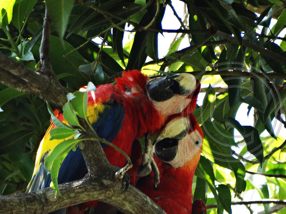 Scarlet Macaw Ara macao @ Mi Finca Restaurant, Abangares 506 DSC04220