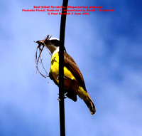 P1150998 Boat billed flycatcher (Megarynchus pitangua)