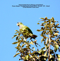 P1160739 Scaly-headed Parrot (Pionus maximiliani)