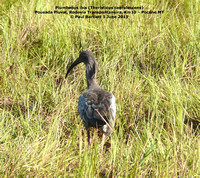 P1150800 Plumbeous ibis (Theristicus caerulescens)