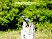 P1150835 Amazon kingfisher (Chloroceryle amazona)