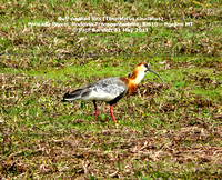 P1150593 Buff-necked ibis (Theristicus caudatus)