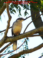 P1160162 Chalk-brown mockingbird (Mimus saturninus)