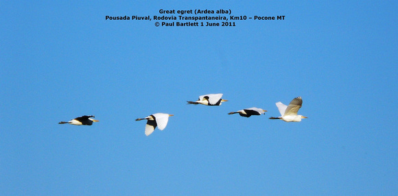 P1150898 Great egret (Ardea alba)