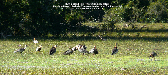 P1160151 Buff-necked ibis (Theristicus caudatus)