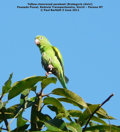 P1160089 Yellow-chevroned parakeet (Brotogeris chiriri)