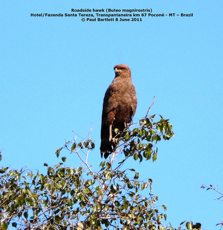 P1170061 Roadside hawk (Buteo magnirostris)