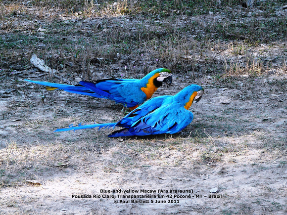 P1160663 Blue-and-yellow Macaw (Ara ararauna)