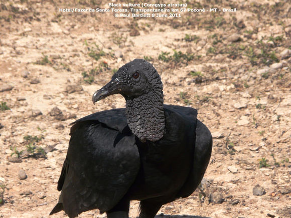 P1170079 Black vulture (Coragyps atratus)
