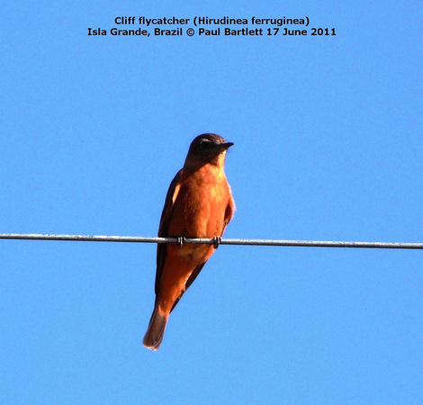 P1170601 Cliff flycatcher (Hirudinea ferruginea)