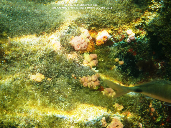 P1000297 Sun coral (Tubastraea spp.)