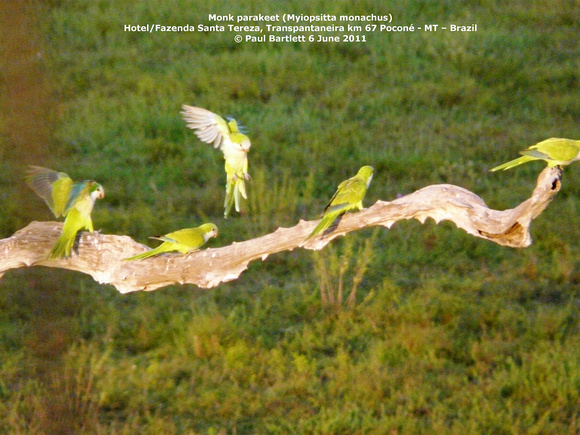 P1160839 Monk parakeet (Myiopsitta monachus)