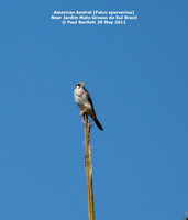 P1150405 American kestrel (Falco sparverius)
