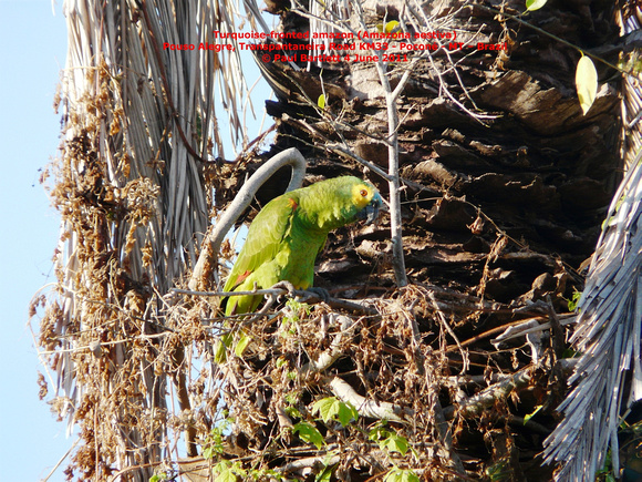 P1160298 Turquoise-fronted amazon (Amazona aestiva)