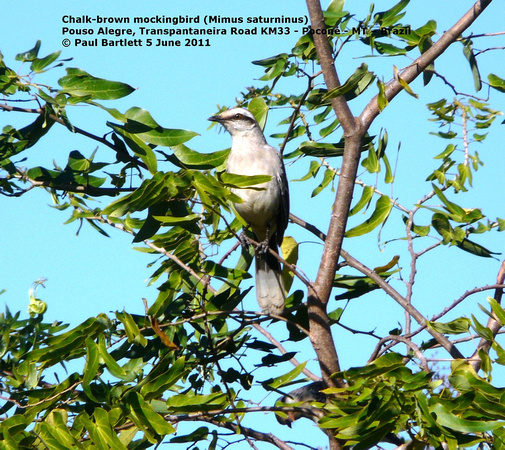 P1160586 Chalk-brown mockingbird (Mimus saturninus)