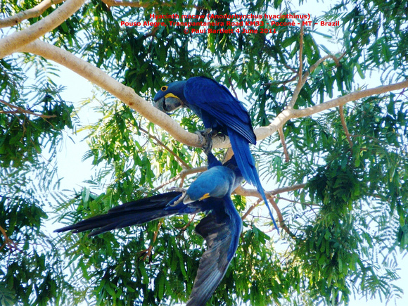P1160430 Hyacinth macaw (Anodorhynchus hyacinthinus)