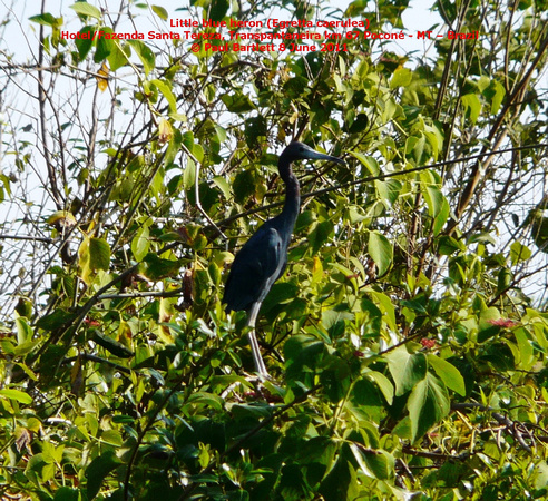 P1170113 Little blue heron (Egretta caerulea)