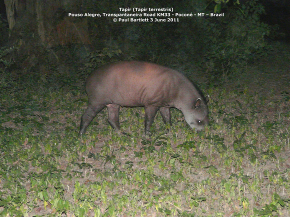 P1160232 Tapir (Tapir terrestris)