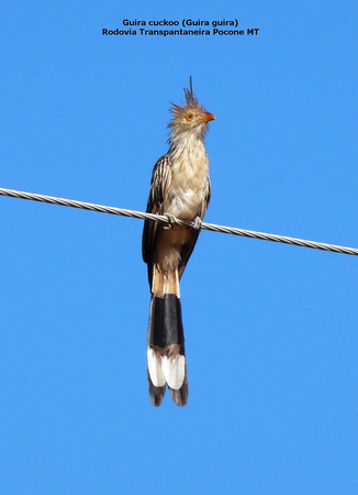 P1160179 Guira cuckoo (Guira guira)