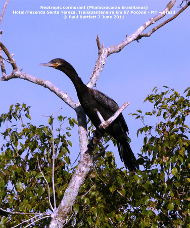 P1160864 Neotropic cormorant (Phalacrocorax brasilianus)
