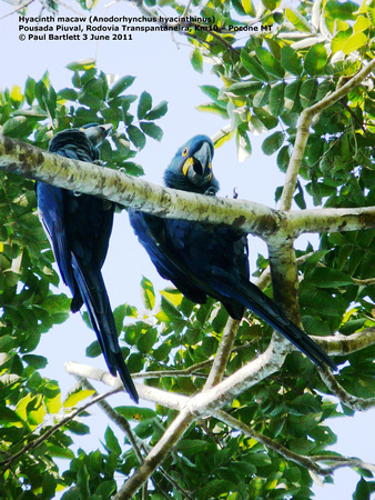 P1160113 Hyacinth macaw (Anodorhynchus hyacinthinus)