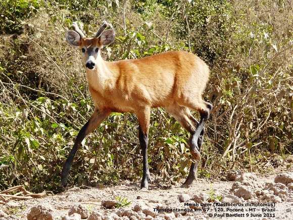 P1170189 Marsh Deer (Blastocerus dichotomus)
