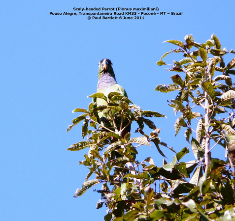 P1160737 Scaly-headed Parrot (Pionus maximiliani)