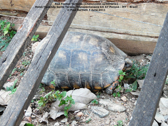 P1160947 Red Footed Tortoise” “(Chelonoidis carbonaria)