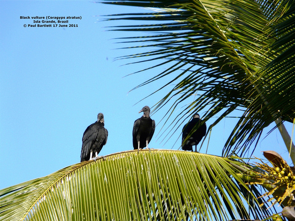 P1170607 Black vulture (Coragyps atratus)