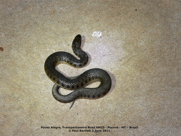 P1160266 snake