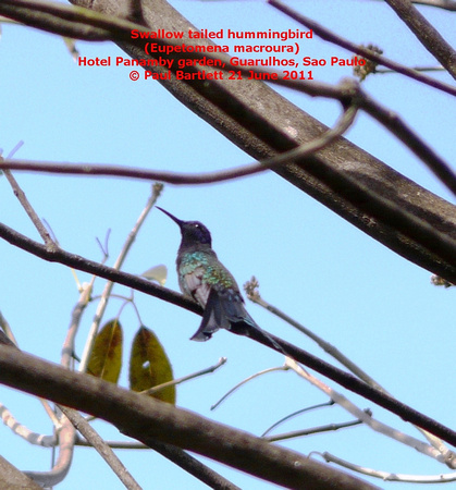 P1170744 Swallow tailed hummingbird (Eupetomena macroura)