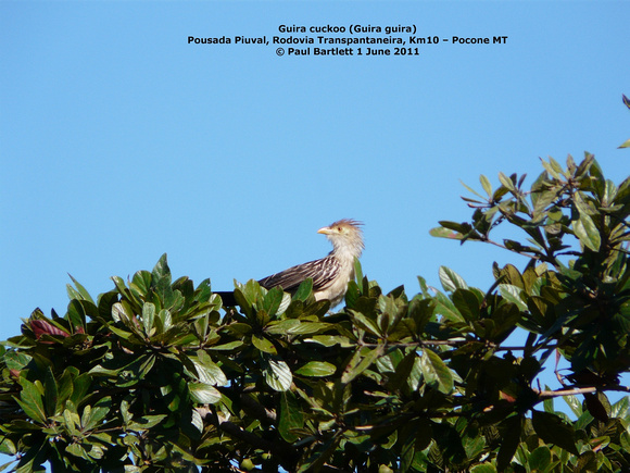 P1150803 Guira cuckoo (Guira guira)