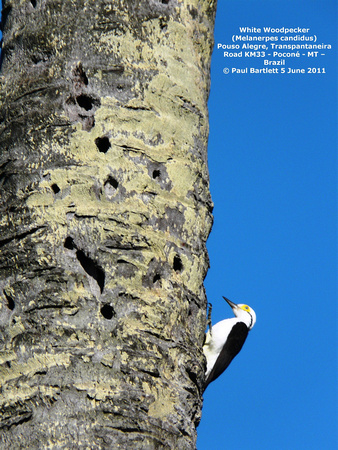 P1160575 White Woodpecker (Melanerpes candidus)