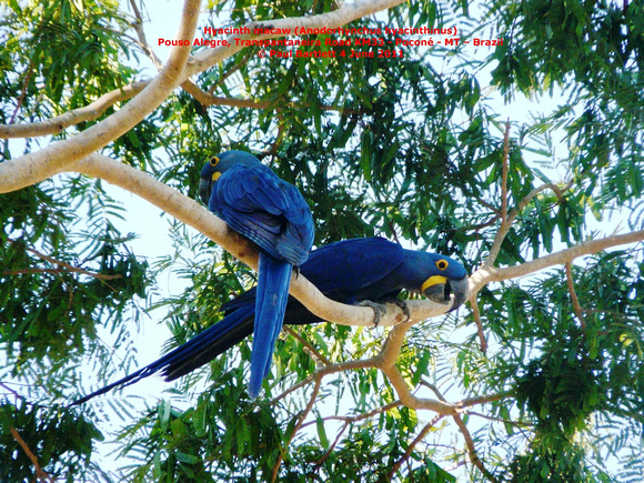 P1160428 Hyacinth macaw (Anodorhynchus hyacinthinus)