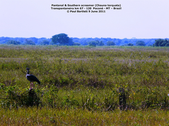 P1170182 Pantanal Southern screamer (Chauna torquata)
